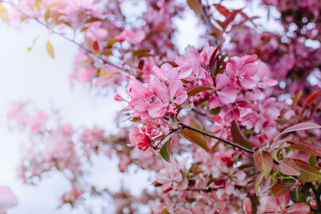 Spring branches of an apple-tree with pink flowers on a soft backgroundの写真素材