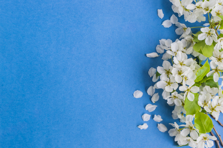 White spring flowers on a blue background empty space for your text, top viewの写真素材