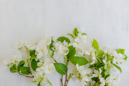 White spring flowers on a light background  empty space for your text, top viewの写真素材