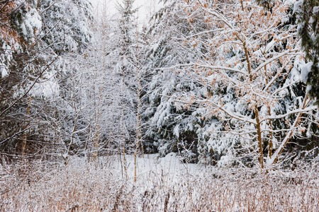 Winter forest with snow and hoarfrost on treesの写真素材
