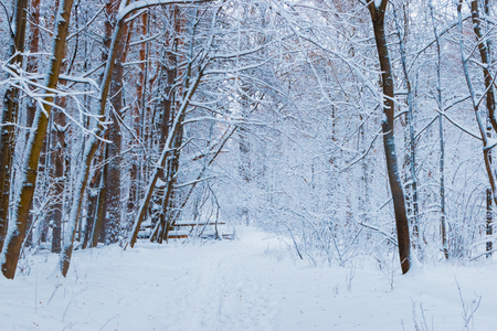 Winter forest with snow and hoarfrost on treesの写真素材