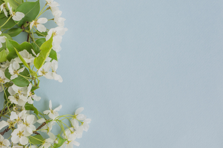 White spring flowers on a light blue background empty space for your text, top viewの写真素材