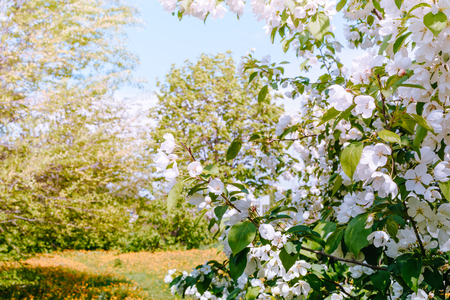 Spring flowering branches in a soft backgroundの写真素材