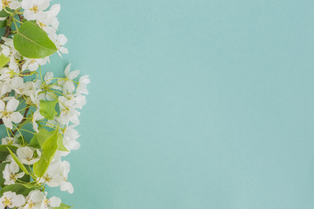 White spring flowers on a light blue background empty space for your text, top viewの写真素材