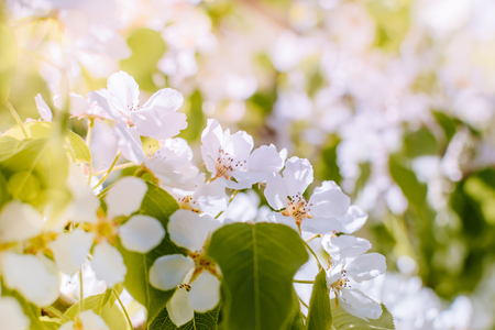 Spring flowering pear branches in a soft backgroundの写真素材