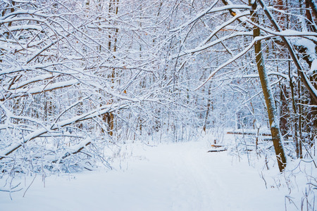 Winter forest with snow and hoarfrost on treesの写真素材