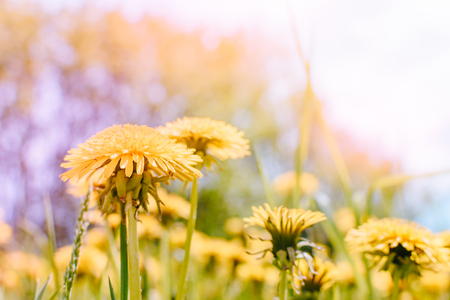 Yellow spring dandelion flowers in soft backgroundの写真素材
