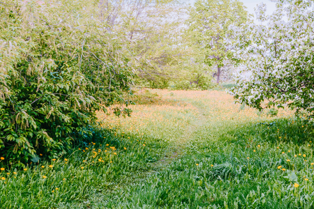 Spring green meadow with flowering trees and sunlightの写真素材