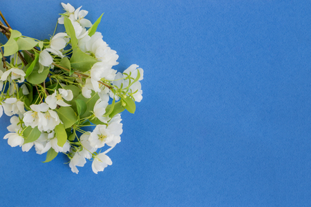 White spring flowers on a blue background  empty space for your text, top viewの写真素材