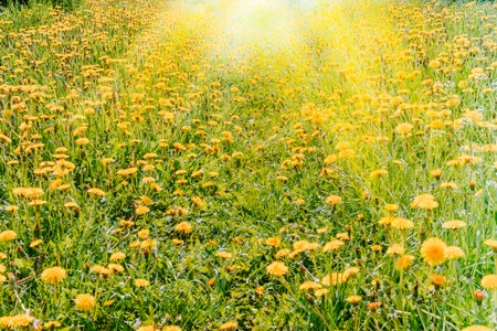 Green spring meadow with flowering dandelions and sunlightの写真素材