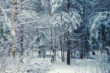 Winter forest with snow and hoarfrost on treesの写真素材