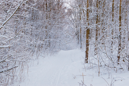 Winter forest with snow and hoarfrost on treesの写真素材