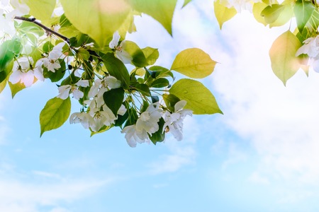 Spring flowering apple tree branches in a blue skyの写真素材