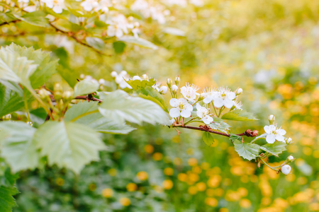 Spring flowering branches in a soft backgroundの写真素材