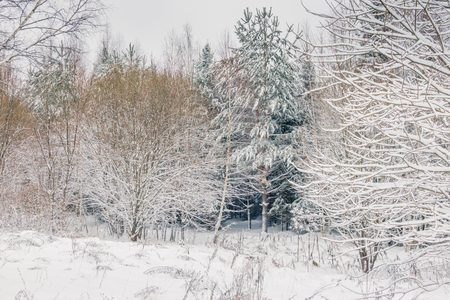 Winter forest with snow and hoarfrost on treesの写真素材