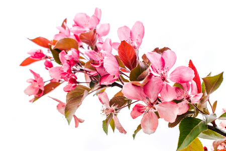 Spring branches of an apple-tree with pink flowers on a white backgroundの写真素材