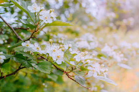Spring flowering branches in a soft backgroundの写真素材