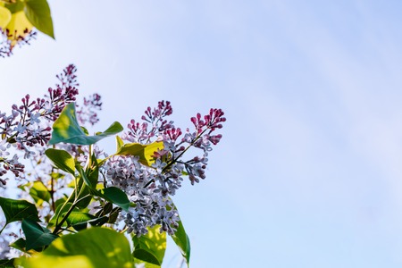 Flowering lilac branches on a blue skyの写真素材