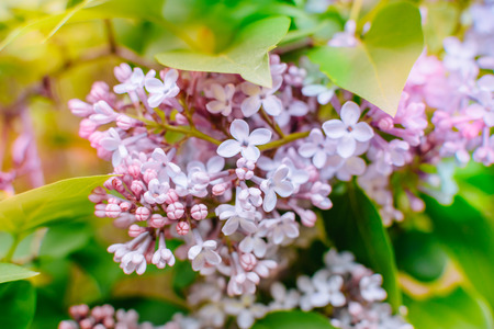 Flowering branches of lilacの写真素材