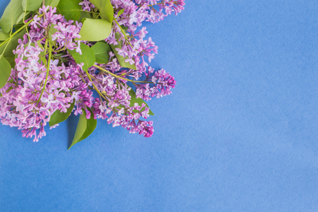 Lilac branches on a blue background empty space for your text, top viewの写真素材