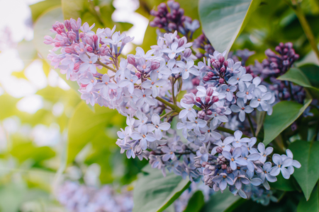 Flowering branches of lilac in a soft backgroundの写真素材