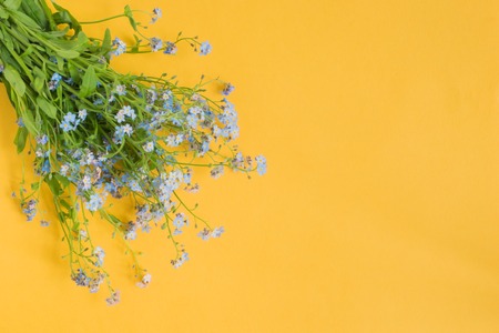 Blue flowers on a yellow background empty space for your text, top viewの写真素材