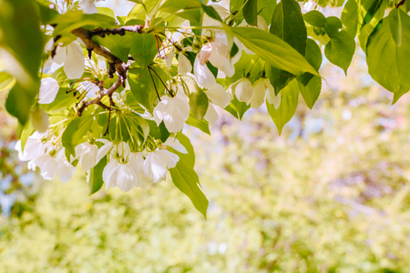 Apples beautiful branches with spring garden on a soft backgroundの写真素材