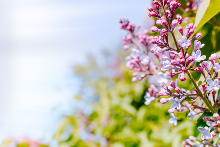 Flowering lilac branches on a blue skyの写真素材