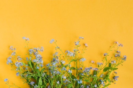 Blue flowers on a yellow background empty space for your text, top viewの写真素材