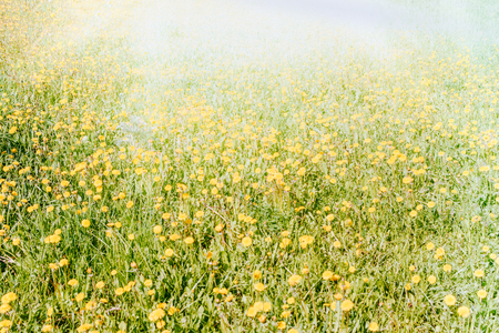 Green spring meadow with flowering dandelions and sunlightの写真素材