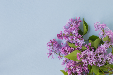 Lilac branches on a light blue background empty space for your text, top viewの写真素材