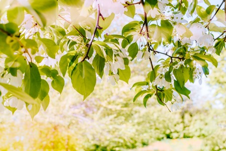 Apples spring branches in a soft backgroundの写真素材