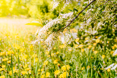 Spring flowering branches in a soft backgroundの写真素材