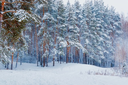 Winter forest with snow and hoarfrost on treesの写真素材