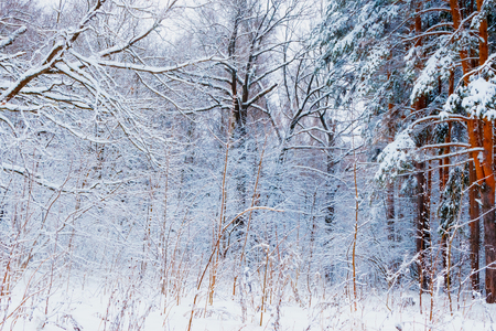 Winter forest with snow and hoarfrost on treesの写真素材
