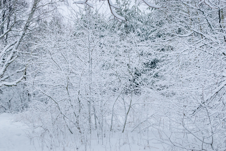 Winter forest with snow and hoarfrost on treesの写真素材