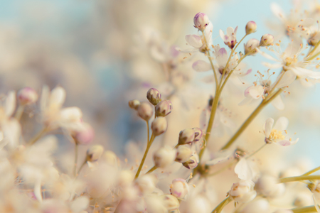Small white summer flowers on a soft background. Unfocused abstract floral backgroundの写真素材