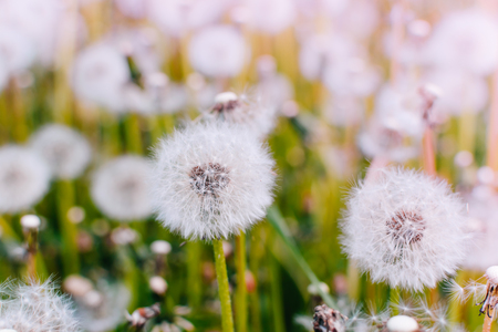 White dandelion flowers on a summer green meadowの写真素材