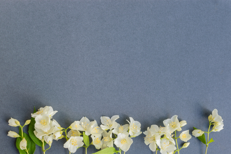 White jasmine flowers on a dark background empty space for your text, top viewの写真素材