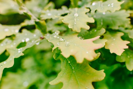 Green leaves and water drops in a summer forestの写真素材