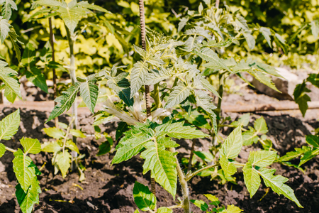 Young tomato plants in a summer gardenの写真素材