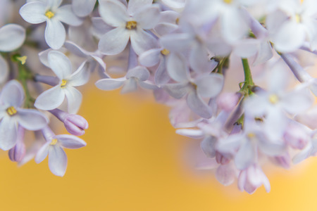 Macro flowers of lilac on soft background. Unfocused abstract floral backgroundの写真素材