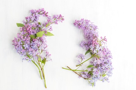 Lilac branches spring on a light backgroundの写真素材