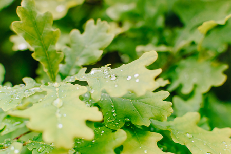 Green leaves and water drops in a summer forestの写真素材