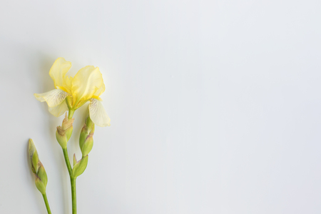 Iris flower on a light background empty space for your text, top viewの写真素材