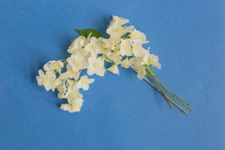 White jasmine flowers on a blue background empty space for your text, top viewの写真素材