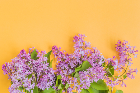 Lilac branches on a yellow background empty space for your text, top viewの写真素材