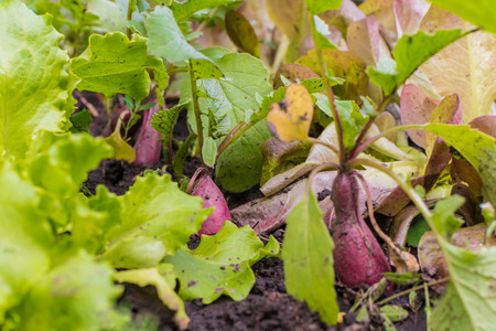 Red radish and leaves in the summer gardenの写真素材