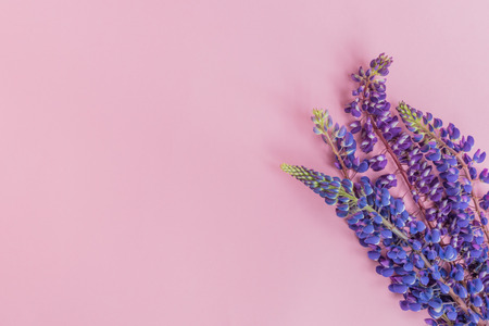 Lupine flower on a pink background empty space for your text, top viewの写真素材