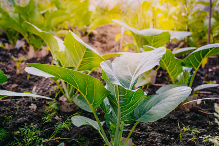Green cabbage leaves in a summer gardenの写真素材
